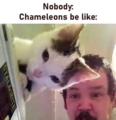 Chameleons Be Like Nobody