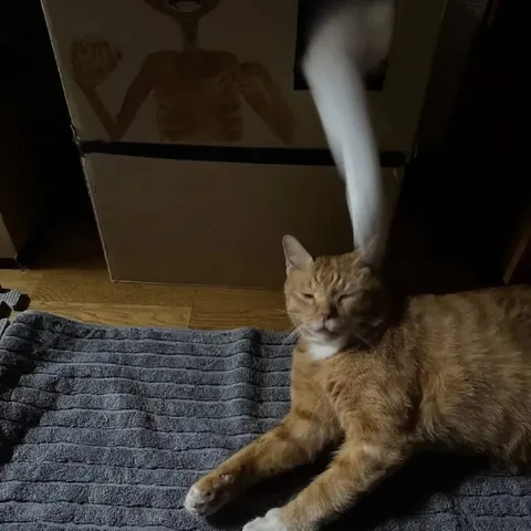 Кот под странным лучом