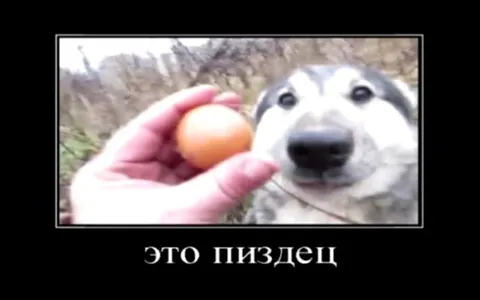 Это пиздец с собакой