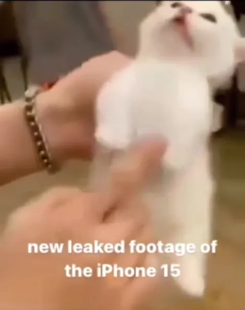 Leaked iPhone 15 Footage Cat