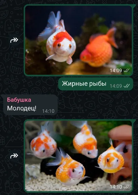 Жирные рыбы и бабушка