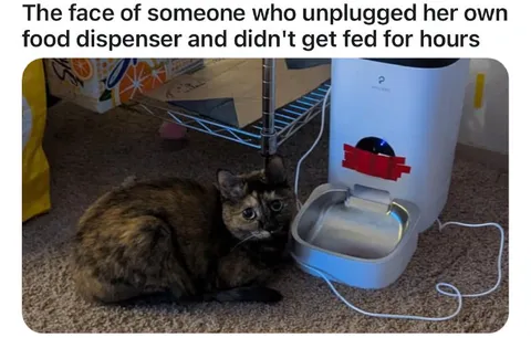 Cat Waiting by Empty Feeder