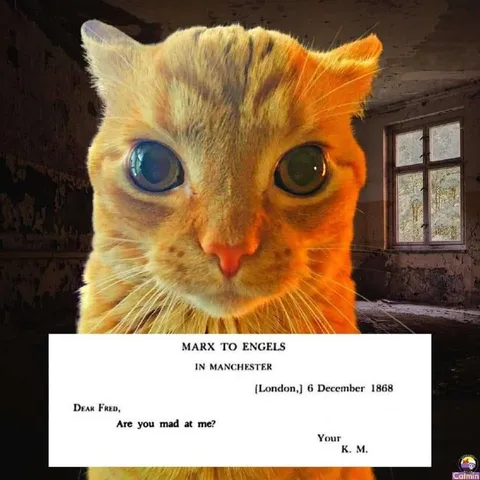 Are You Mad at Me Cat