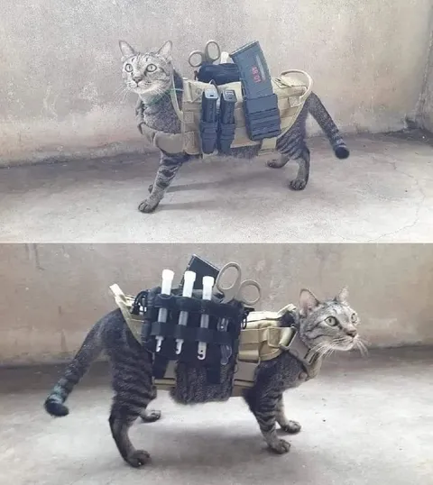 Кот-тактик с боевой экипировкой