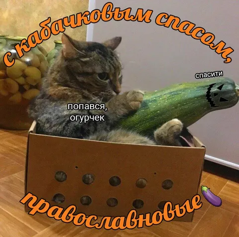 Кот с кабачковым спасом