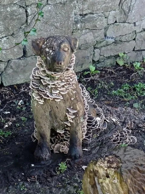 Овца, заросшая грибами