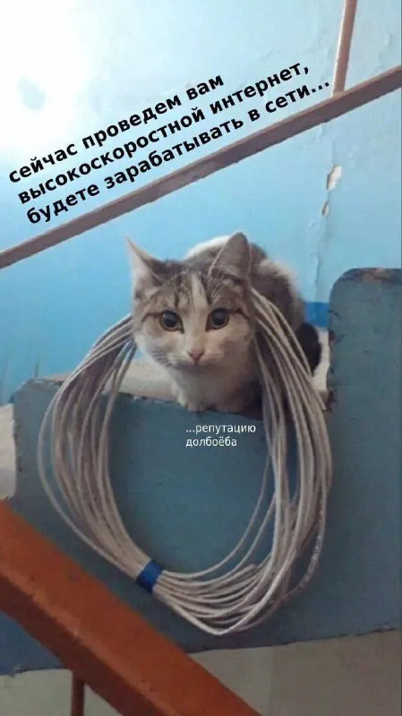 Высокоскоростной интернет от кота