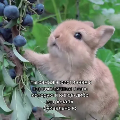 Буквально я после оскорбления