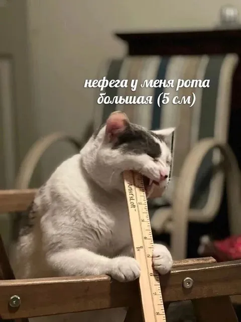 Кот измеряет рот линейкой