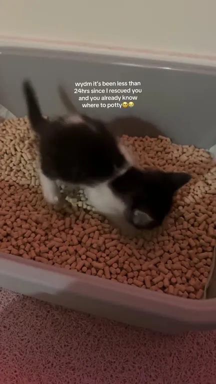 Kitten Already Knows Where to Potty
