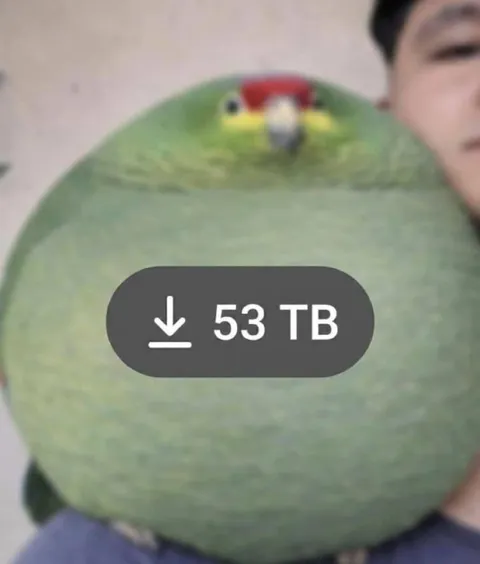 Попугай на 53 ТБ