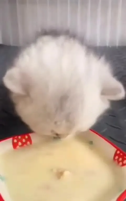 Котёнок объелся каши