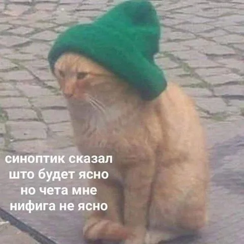 Кот не понял прогноз погоды