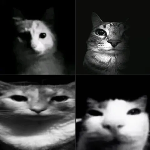 Коллаж странных котов