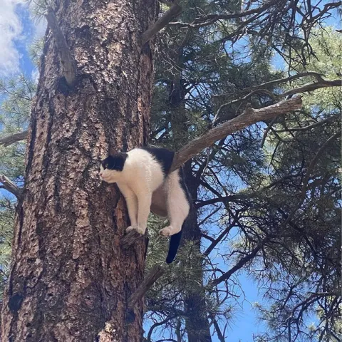 Кот застрял на дереве