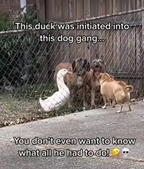 Duck Joins the Dog Gang