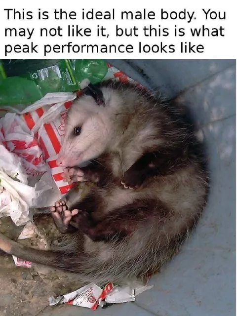 Ideal Male Body Possum