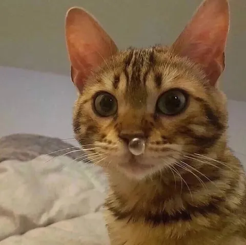 Кот с соплёй