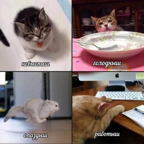 Коты в разных жизненных состояниях