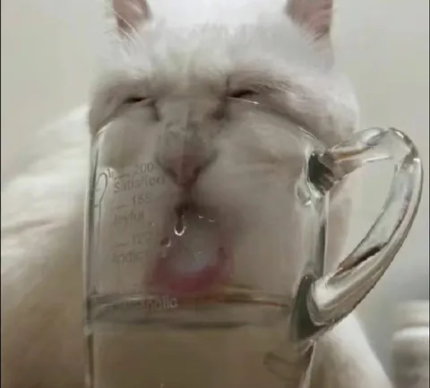 Кот плачет в стакан