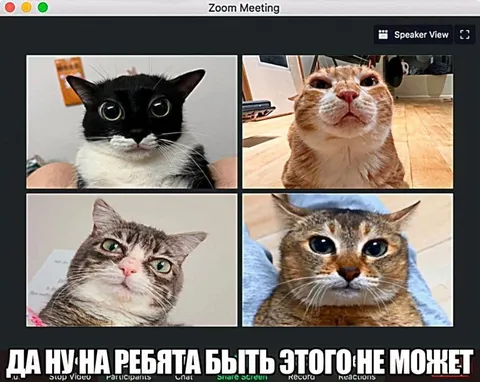 Четыре кота на Zoom-встрече