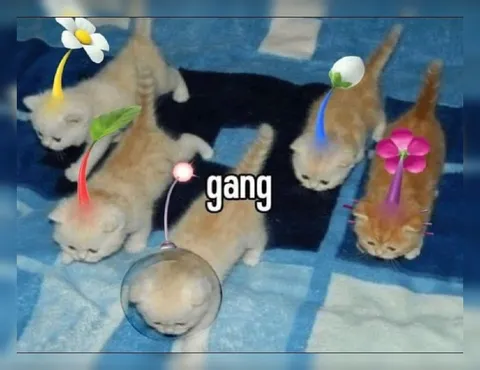 Kitten Gang