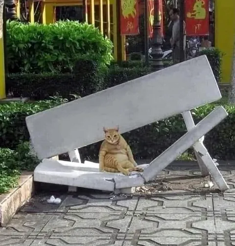 Кот на сломанной скамейке