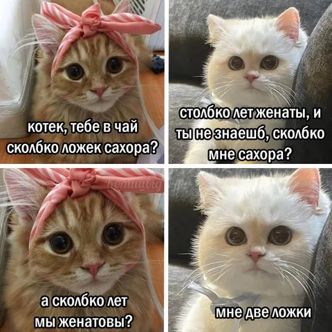 Котики обсуждают сахар в браке