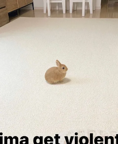 Tiny Bunny Gets Violent