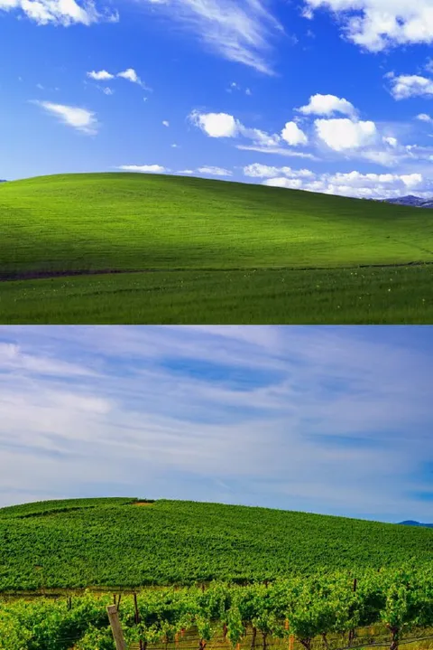 Рабочий стол Windows XP и виноградник