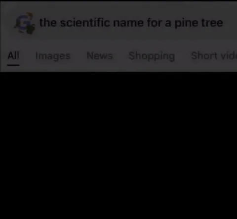 The Scientific Name for a Pine Tree