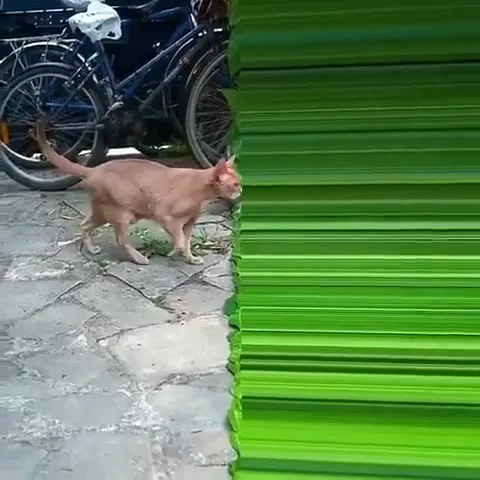 Кот, который включил турборежим