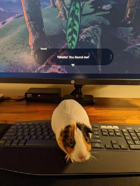 You Found the Korok
