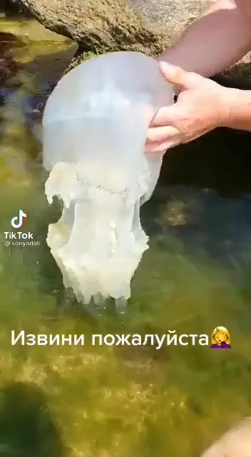 Извини пожалуйста, медуза