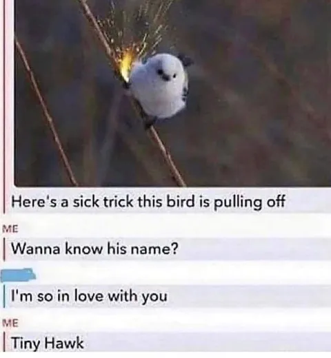 Tiny Hawk Bird Trick