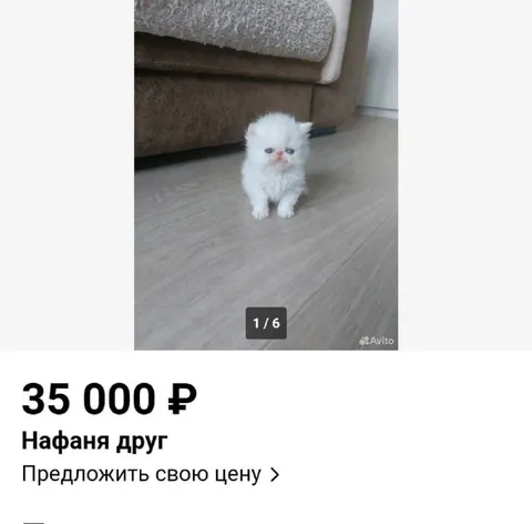 Котёнок за 35 тысяч