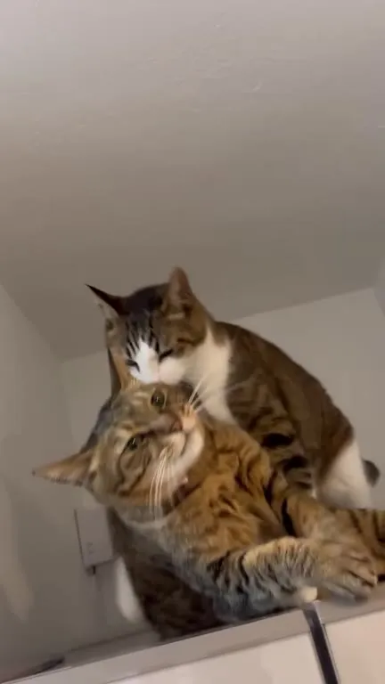 Кот навалился на кота