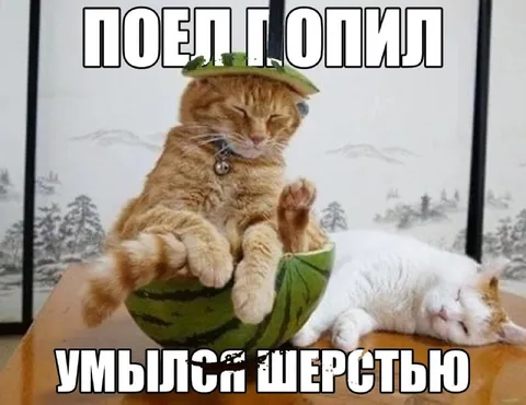 Кот поел и поил