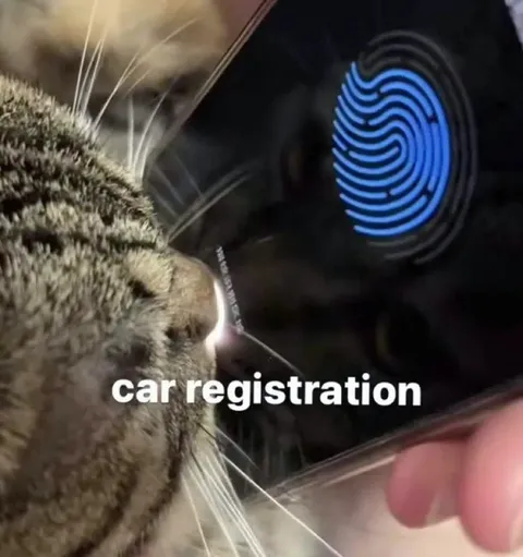 Cat registers a car