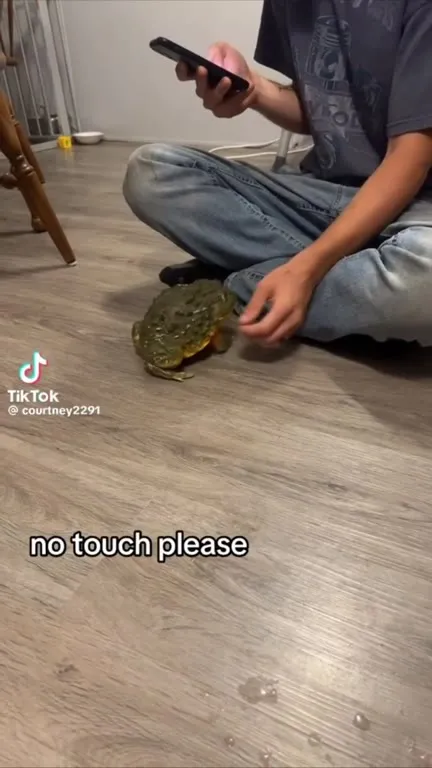 No Touch Please Frog Escape