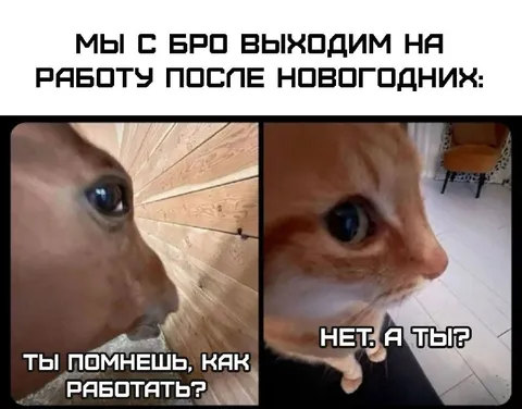 Коты после новогодних праздников