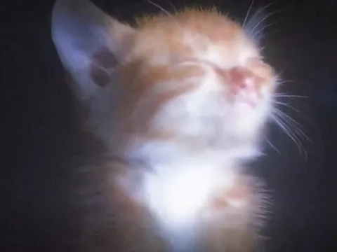Кошачья нежность и хаос