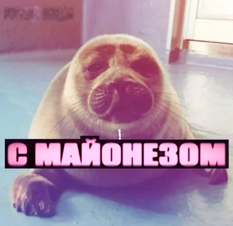 Кот с майонезом