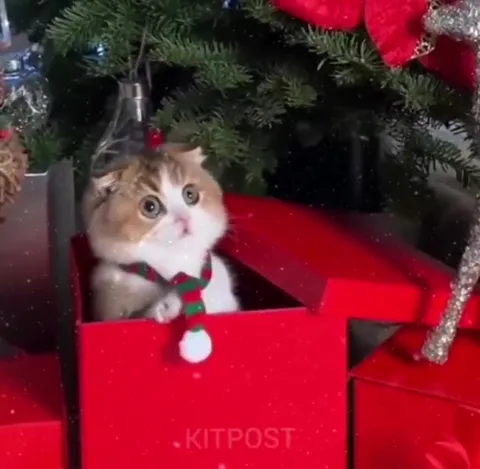 Wake Up Christmas Cat Chaos