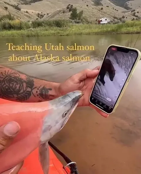 Teaching Utah Salmon About Alaska Salmon