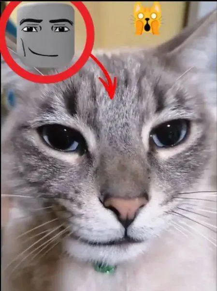 Кот с лицом Ждуна