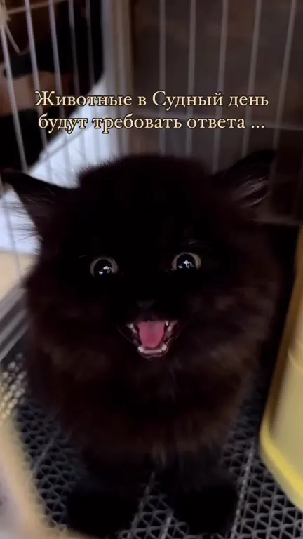 Кот требует ответа в Судный день