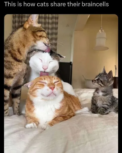 Cats Share Their Braincells