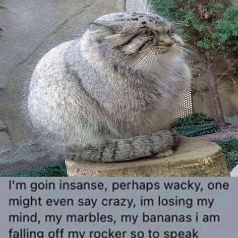 Cat Losing Its Mind