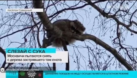 Енот не хочет слезать с дерева